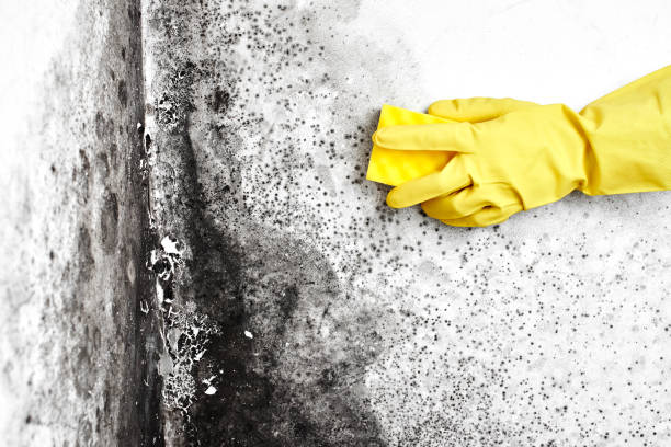 Best Mold Removal Near Me  in Central Garage, VA