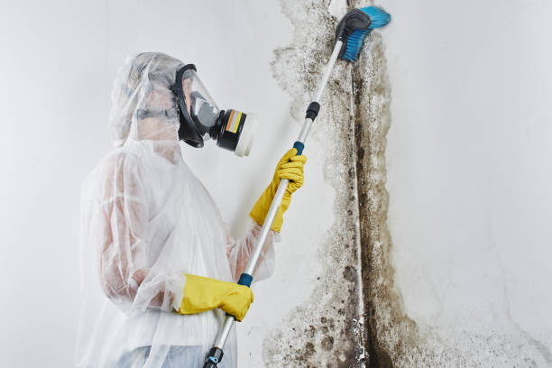 Best Black Mold Removal  in Central Garage, VA