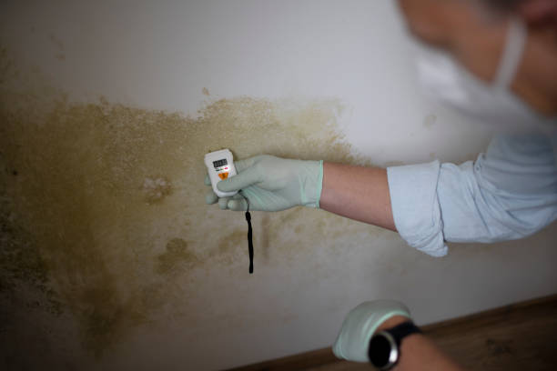 Mold Removal and Inspection in Central Garage, VA