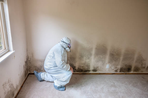 Best Professional Mold Removal  in Central Garage, VA